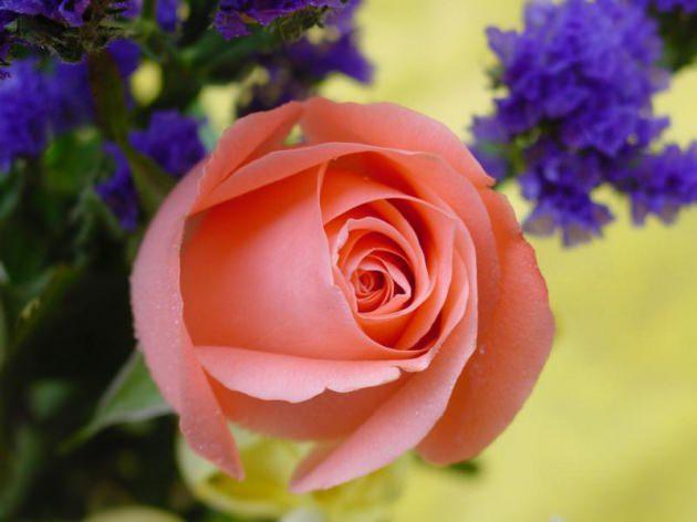 <p>CEVAP: Resulullah efendimiz, nasıl dua edileceğini bize &ouml;ğretmek i&ccedil;in, &ouml;yle dua etmiştir. Bazıları ş&ouml;yledir:</p>
