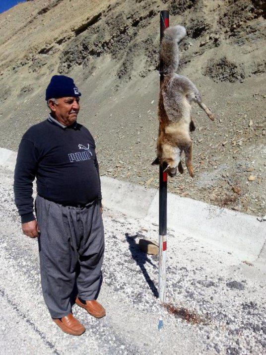 <p>Antalya'da, tilkiyi ormanda yaralayan avcılar, baş aşağı demir çubuğa astı.</p>