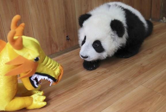 Panda yavrusu kendisine yılbaşı hediyesi olarak gelen ejderha oyuncağından korkuyor. Çin. 