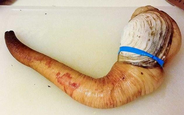 <p>Farklı bir midye türü olan geoduck, deniz tabanında yaşıyor...</p>