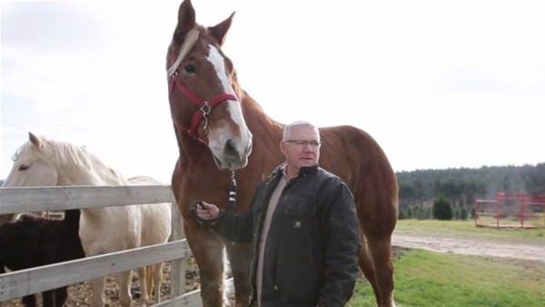 <p>11 yaşındaki efsane at sahibi Jerry Gilbert ile Wisconsin'de Smokey Hollow çiftliğinde yaşıyor.</p>

<p> </p>
