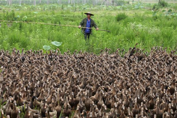 Ördekleri elindeki sopasıyla kontrol altına almaya çalışan Çinli çiftçi ise, bir tanesini bile kaos sırasında kaybetmediğini iddia etti.
