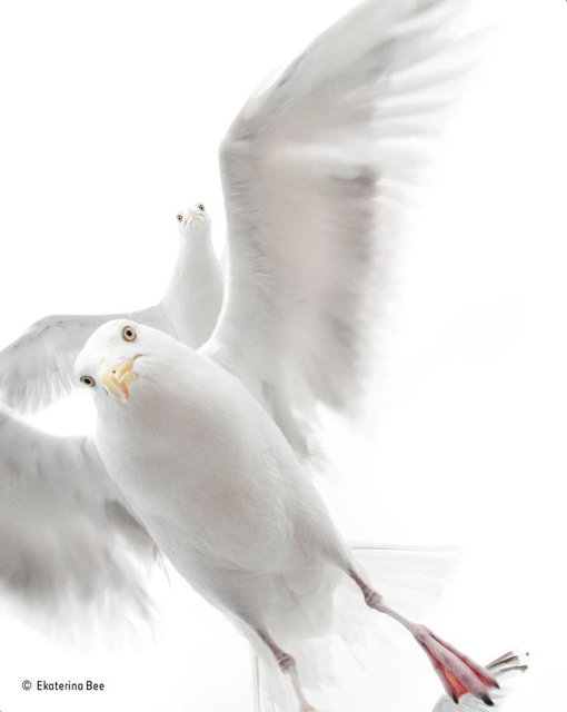 <p>10 Yaşın Altındaki En İyi Fotoğrafçı (Ekaterina Bee)</p>
<p> </p>