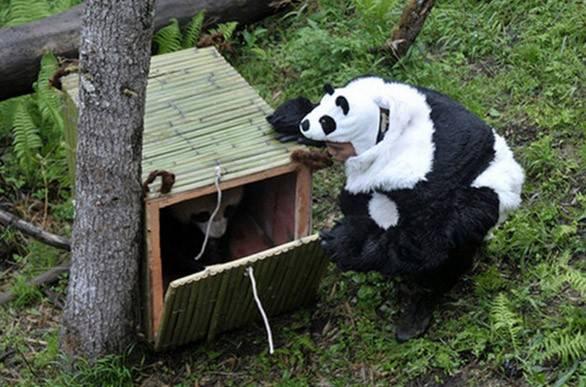 Bakıcısı pandayı yeni yaşam alanına taşırken ürkütmemek için bu görevi panda kostümüyle yerine getiriyor. 