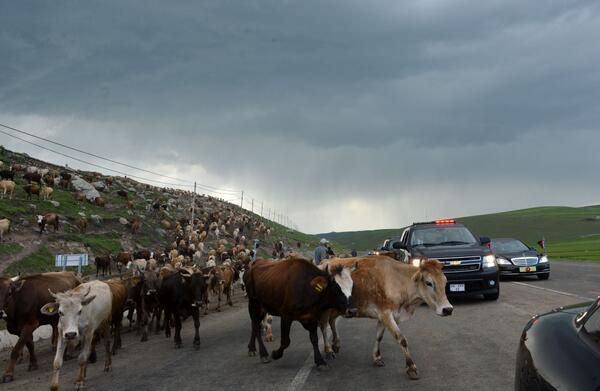 <p>Gül'ün paylaştığı en ilginç fotoğraf ise Ardahan-Kars yolunda çekilen fotoğraftı. Makam aracının önü büyükbaş hayvan sürüsü tarafından kesilen Gül paylaştığı fotoğrafa "Yolumuzu hep insanlar kesmedi... Burası Ardahan-Kars yolu" yorumunu yaptı.</p>