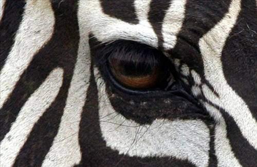 <p>Zebra</p>