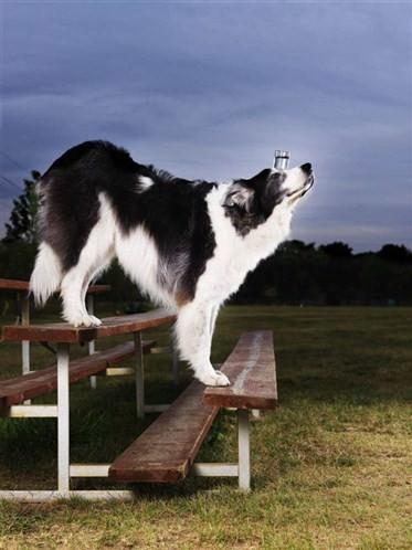 Alnında suyu düşürmeden en fazla basamak inen köpek / Avustralyalı Shepherd, alnındaki suyu dengede tutarak 10 basamak aşağı inmeyi başardı.