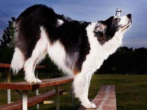 <p><strong>En ilginç rekorlar</strong><br />
<br />
Avustralya Çobanı-Border Collie kırması Sweet Pea,"burnunun üzerinde bir bardak suyla en uzun mesafeyi yürüme" rekorunu 10 adımla gururla taşıyor.</p>