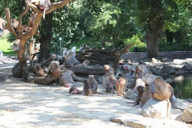 <p>Uzmanlar babunların neden böyle oturduğunu araştırırken, komplo teorileri de ortaya atıldı.</p>