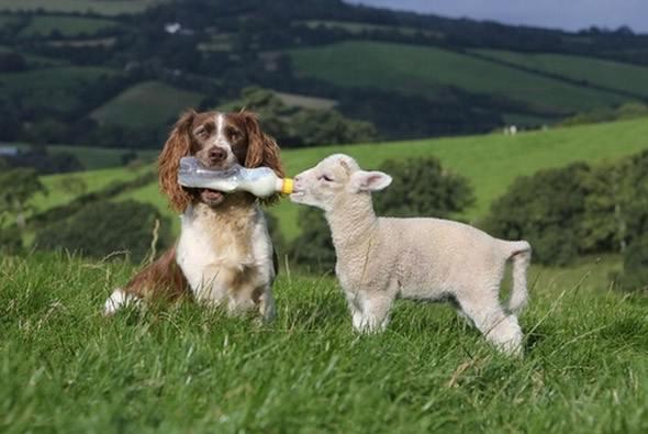 Jess adlı bu köpek, Kuzu Shaun ve kardeşlerini anneleri beslemediği zamanlar kendi “elleriyle” besliyor. Devon, İngiltere