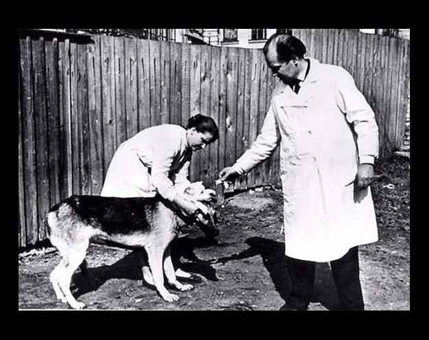 <p>Frankeştayn'ın Çift Başlı Köpek Deneyi: 1954'te Sovyet cerrah Vladimir Demikhov bir köpek yavrusunun başını, ön ayaklarıyla birlikte bir Alman kurt köpeğine naklederek çift başlı köpek elde etti. Her iki baş da ayrı ayrı süt içebiliyor hatta birbirlerinin kulaklarını ısırabiliyordu. Köpekler bir aydan az yaşadı.</p>
