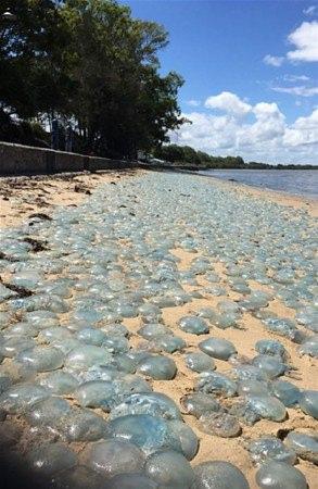 <p>Avustralya'nın  Queensland Eyaleti Deception Körfezi kıyılarına vuran çok sayıdaki deniz anası, çevreden geçenlerin ilgi odağı oldu.</p>
