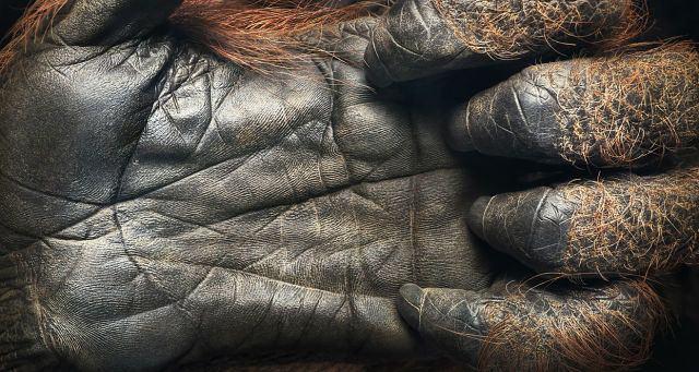 <p>44 yaşındaki orangutanın eli</p>
