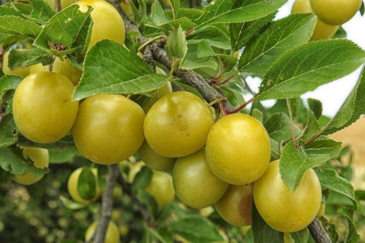 <p>2- Antitoksidan etkisi ile vücudu zararlı toksinlerden korur</p>