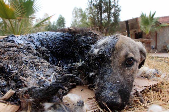 <div>Yavru köpek olay yerine gelen Muğla Büyükşehir Belediyesi İtfaiye Daire Başkanlığı Seydikemer Grup Amirliği ekiplerine teslim edildi. İtfaiyeciler köpeği Fethiye Belediyesi Hayvan Barınağı'na getirdi.</div>

<div> </div>
