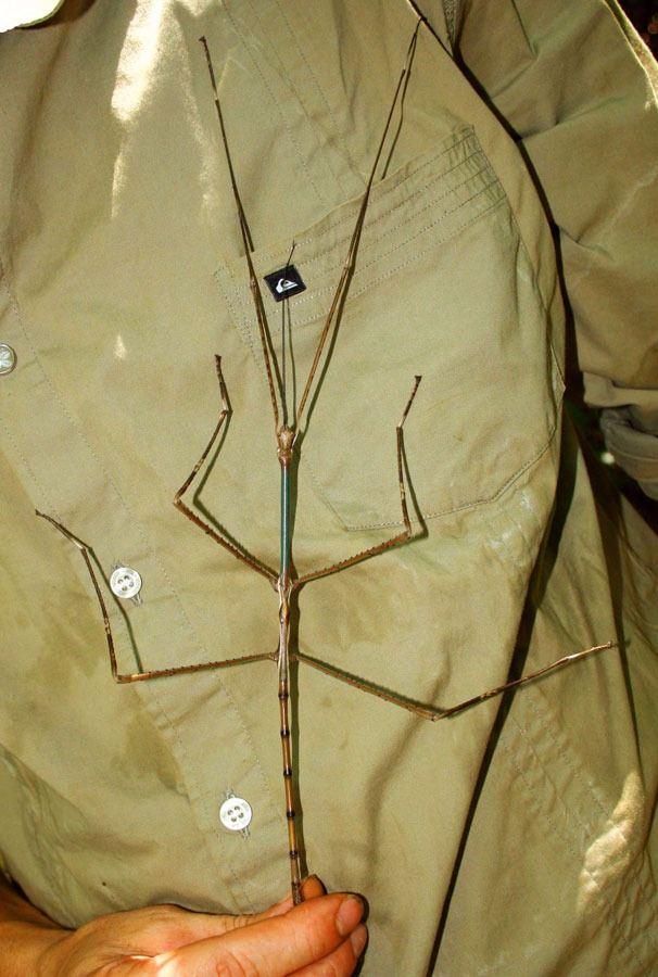 <p>31.7 cm'lik boyu ile canlı olarak görülen dünyanın en büyük ikinci böceği.</p>

<p> </p>
