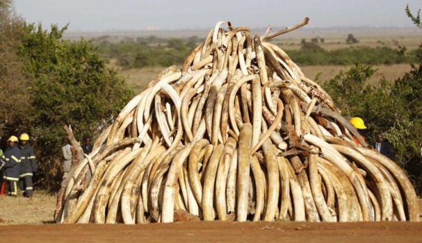 <p>Kenya'da, kaçak avcılıkla mücadele kapsamında 2010-2015'te ele geçirilen 15 ton fil dişi yakıldı.</p>
