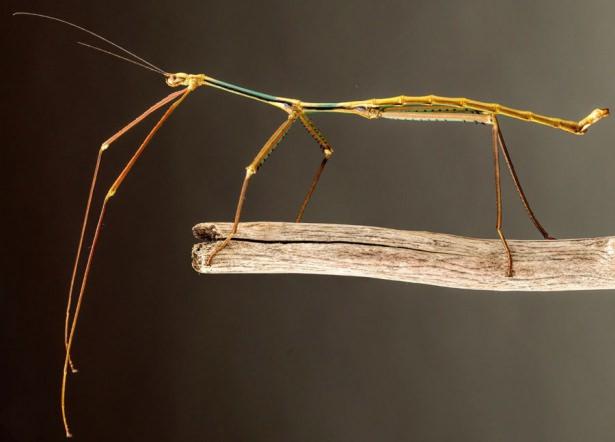 <p>Bilim adamları sopa böceği olarak bilinen dev böceği görüntülemeyi başardı.</p>

<p> </p>
