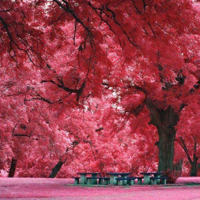 <p>Japon Akağaçları, Teksas, ABD</p>

<p> </p>
