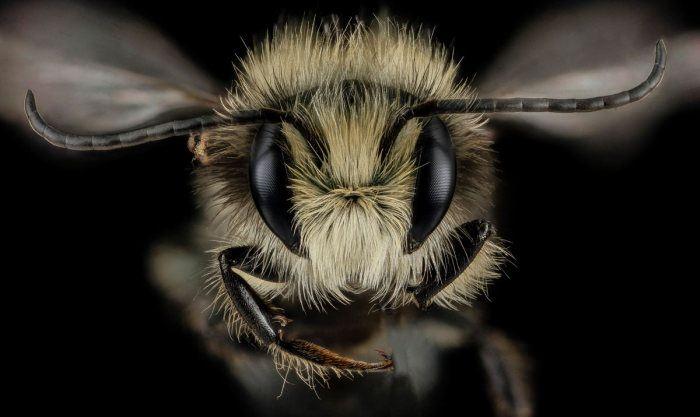 <p>Osmia lignaria</p>
