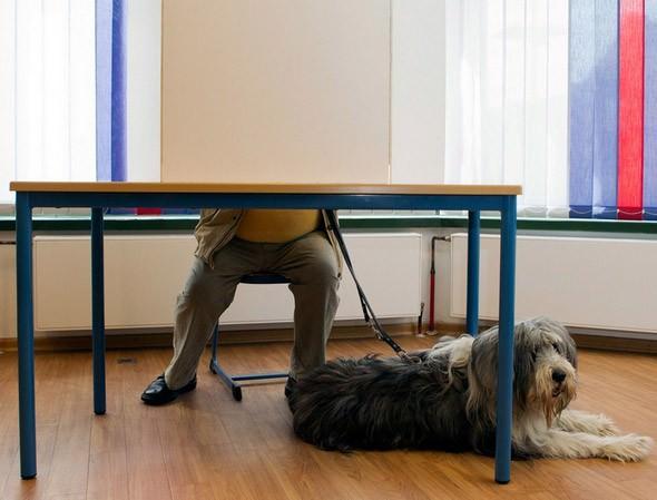 Oy verme işlemine köpek de katılıyor. Almanya 