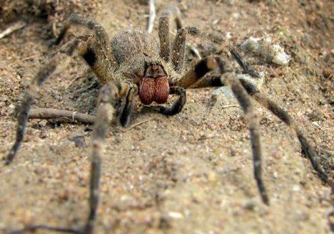 14.Zehirli Örümcekler- Tarantula olarak da bilinen bu böcek türü en öldürücü böceklerden biri. Altı gözlü bu canlılar her zaman agresif değildir ama agresifleştiklerinde kesinlikle uzak durmanız gereken canlılardan.