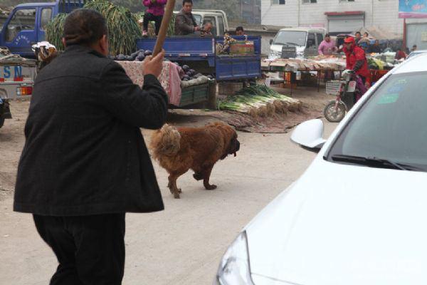 Hebei eyaletinin merkezi konumundaki kentte, Tibet Mastifi cinsi sahipsiz köpeğin bir kişiyi ısırması zabıta ve polisin yanı sıra mahalle halkını da seferber etti.