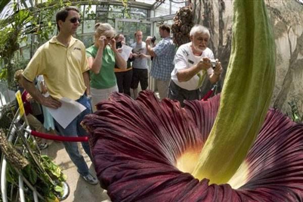 Dünyanın en büyük çiçeği Titan Arum (Amorphophallus titanum) Endonezya’da açtı.