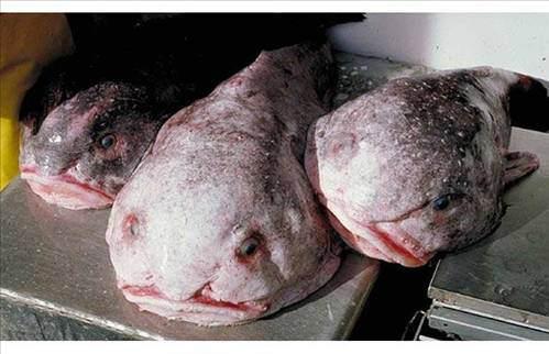 <p>Blobfish Avustralya ve Tazmanya'nın açıklarındaki çok derin sularda yaşayan bir balık türüdür.</p>