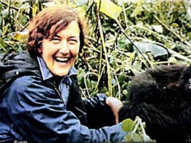 Dian Fossey 1932-1988 Hayatının çoğunu Afrika'da vahşi gorillerle yaşayarak geçiren zoolog ve çevrebilimci... Fossey soyu tükenmekte olan birçok hayvanın korunması çalışmalarına öncülük etti.