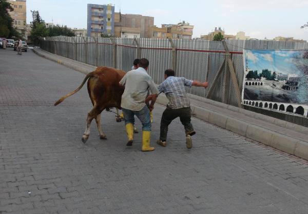 Şanlıurfa'da sahibinin elinden kaçan kurbanlık boğa 1 saatlik kovalamacanın ardından yakalanabildi