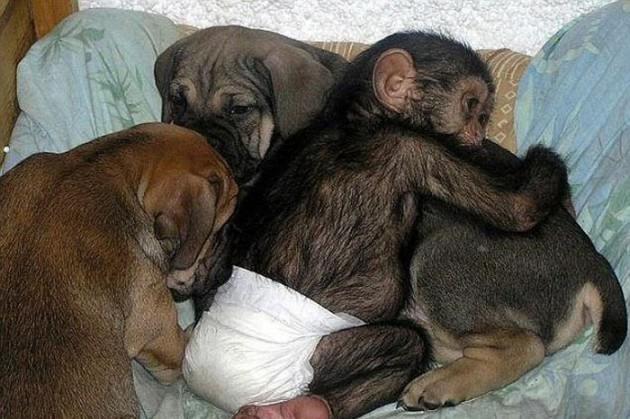 Annesi tarafından terkedilen bir şempazeyi yeni doğum yapan bir köpek sahiplendi. Henüz yeni doğum yapmış köpek şempazeyi kendi yavrularıyla birlikte büyütürken, yavru köpekler de şempazeyle zaman geçirmekten mutlu görünüyor