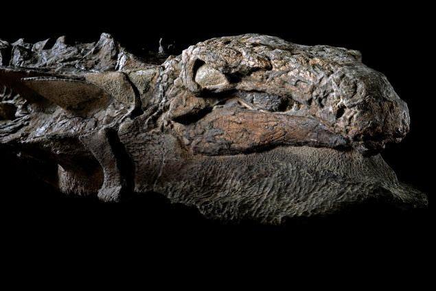 <p>Müzeye götürülen fosiller, teknisyenler tarafından yabancı taşlardan temizlendi. Bölgede yaygın bir deniz sürüngeni plesiosaur kemikleriyle karşılaşacağını sanan müze uzmanları şaşkınlıklarını gizleyemedi.</p>

<p> </p>
