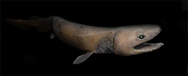 Frilled Shark: Fırfırlı köpekbalığı olarak bilinen bu balık oldukça nadir rastlanan bir tür. 1570 metre derinliğe kadar inebilen fırfırlı köpekbalığı, fosili andıran görüntüsüyle sanki dinozorlarla aynı dönemde yaşıyormuş gibi bir izlenim bırakıyor. 'Yaşayan fosil' de denilen köpek balığının boyu 2 metreyi buluyor.