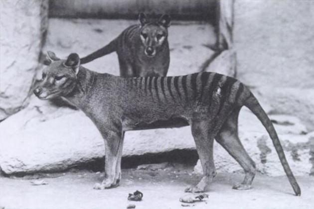 <p>Thylacine: Tazmanya kaplanı yada canavarı (1936 yılından beri) Thylacine modern zamanların bilinen en büyük keseli etoburuydu. Avusturalya ve Yeni Gine’de yaşayan bu canlının soyunun 20. Yüzyılın başlarında tükenmeye başladığı düşünülmekte. Şeritli sırtı ile Tazmanya Kaplanı, Tazmanya Kurdu, Tazmanya Canavarı ve yerli dilde söylendiği üzere Tazzy olarak da bilinmekte. Birkaç akraba türünün fosilleri bulunmasına rağmen, Thylacinus familyasının soyu tükenen en son üyesiydi.</p>
