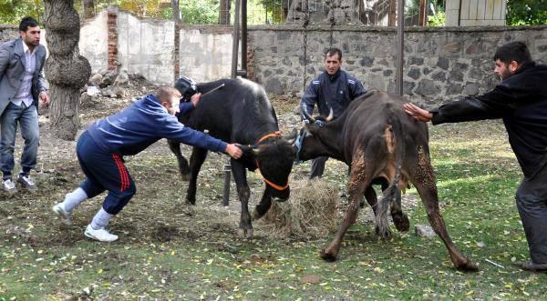 Erzurum'da sahiplerinin elinden kaçan iki büyükbaş kurbanlık, ortalığı birbirine kattı ve 1'i kadın 5 kişiyi yaraladı.