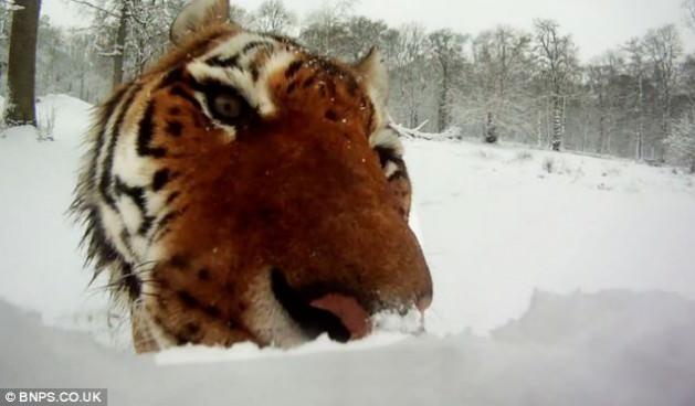 <p>İngiltere'nin Wiltshire kentinde bulunan Longleat Safari Parkı'nda içine kamera yerleştirilen bir kardan adamın kaplanlar tarafından parçalanması saniye saniye kaydedildi. Yavaş yavaş kardan adamın yanına gelen aç Sibirya kaplanları, onu birkaç saniye içinde parçaladı.</p>