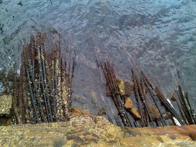 İşte bizi dünyaya bağlayan kablolar: