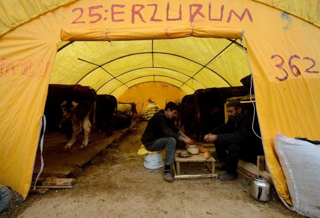 <p>Ağrı Patnos'tan gelen İsmet Deniz ise "Her yıl hayvan pazarının yeri değiştiriliyor. Sabit bir yer oluşturulmasını istiyoruz. Ahırı, tuvaleti, duşu olsun, biz de insanız" diyerek sitemini dile getiriyor.</p>