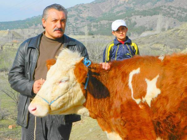 Osmancık Belediyesi Veteriner Hekimi Özkan Uysaler de ay- yıldızlı inek için, "Şaşırtıcı bir durum. Bu inek simental cinsi süt ineğidir. Bunların ırkında şu ana kadar böyle bir olaya rastlanılmamıştır. İnek çok sağlıklı durumda" dedi.