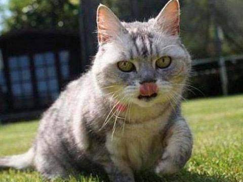 <p><strong>En ilginç rekorlar</strong><br />
<br />
İngiltere'nin Northampton şehrinde yaşayan Smokey isimli bu kedicik 67.7 desibelle dünyanın en yüksek sesle mırlayan ev kedisi oldu.</p>