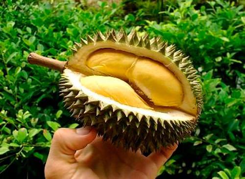 <p><strong>4. Durian - Çin</strong></p>

<p>güneydoğu Asya'da yetişen bu meyve görünüşüyle deniz kestanesine benziyor. Sarı rengi lezzetli hissi uyandırsa da kokusu öyle dayanılmaz ki havaalanına girişi bile yasaklanmış. Kokusunun lağım, çürümüş et ve kirli çoraba benzediği söyleniyor.</p>
