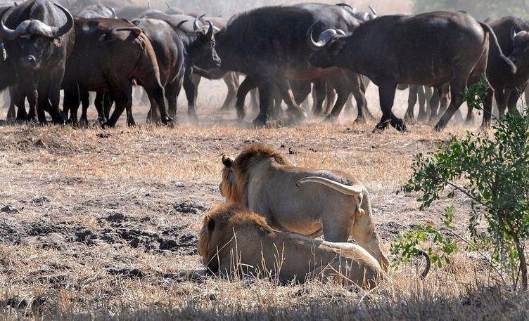 <p>Güney Afrikalı fotoğrafçı Jay van Rensburg Kruger Ulusal Parkı'nda bir buffalo sürüsüne saldıran aslanları kareledi.</p>

<ul>
</ul>
