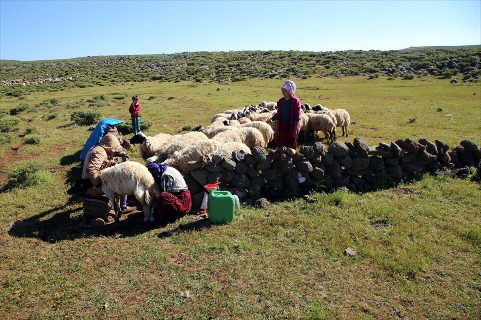 <p>Günün büyük bölümünde açık arazide kavurucu sıcakta hayvanlarının beslenmesi ve bakımıyla ilgilenen göçerler, akşama doğru koyunların sağılması, yoğurt ve peynir mayalanmasının ardından iftar için hazırlıklara başlıyor. </p>

<p> </p>
