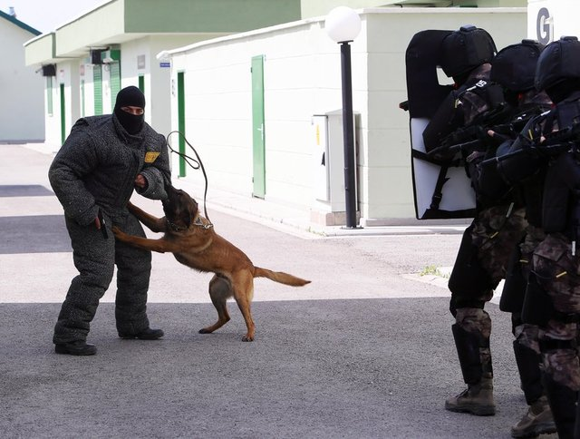 <p>Hırsızlara müdahale edebilen özel köpekler de yetiştiriliyor.</p>
<p> </p>