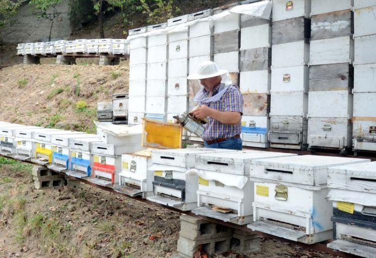 <p>Anzer Ballıköy Kooperatifi Başkanı Osman Civelek bu yıl 1 kilo Anzer Balı'nın 900 TL'den satılacağını hatırlatarak “Bu yıl 1 kiloluk şişeleri 900 TL'den, </p>