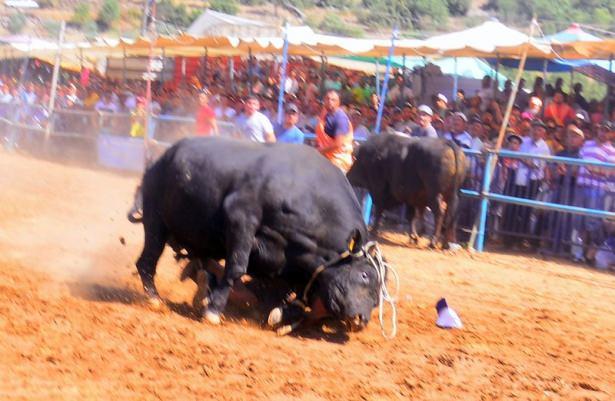 <p>Akkaya boğa güreşlerine Muğla ve çevre illerden yaklaşık 150 boğa katıldı. </p>