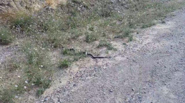 <p>Avustralya'nın en ölümcül iki yılanı arasındaki ölüm-kalım mücadelesinin şaşırtıcı görüntüleri kayıt alına alındı.</p>

<p> </p>
