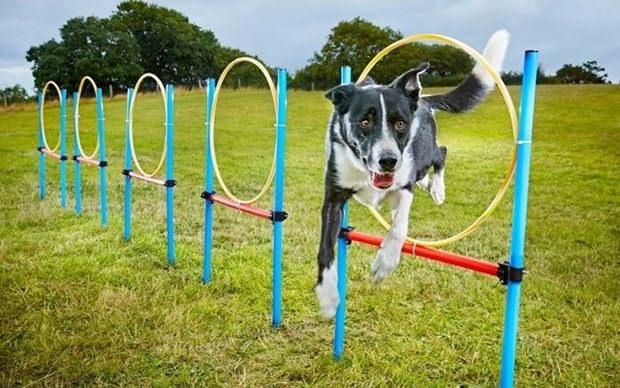 <p>10 tane çemberden en hızlı geçen köpek Neo</p>