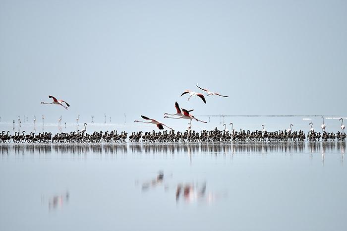 <p>"Tuz Gölü, flamingolar için adeta bir cennettir. Bu cennetin oluşması Tuz Gölü'nün insanlardan uzak güney bölgesindeki uygun yaşam koşullarından kaynaklanıyor. Flamingolar, gölde yaşayan 'artemia salina'lar ile besleniyor. Burada kuluçkaya yatarken, yakın çevredeki küçük göletlerden de besin buluyorlar. Burası aynı zamanda gölün en derin bölgesidir. Kışın göle gelen flamingolar, su seviyesine göre kuluçkaya yatarken, her yıl binlerce yavru flamingo, Tuz Gölü'nde gözlerini dünyaya açıyor. Gölde toplu halde yaşayan yavru flamingolar, uçacak olgunluğa eriştikten sonra uçuş eğitimlerine başlıyor, eylül ayından itibaren göç ediyorlar. Kuluçkadan çıkan binlerce yavru flamingo, Tuz Gölü'nü bir flamingo kreşine dönüştürdü."</p>
<p> </p>